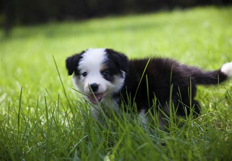 How to Adopt a Puppy. . Puppie finder